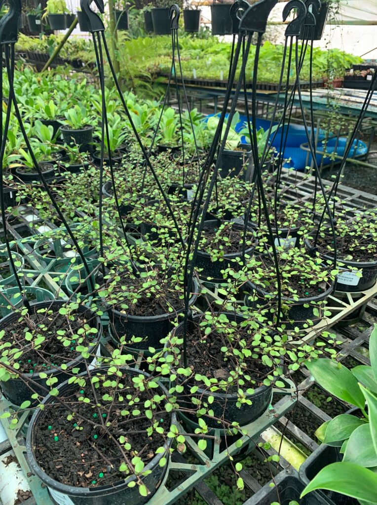Lakeside Plants & Nursery