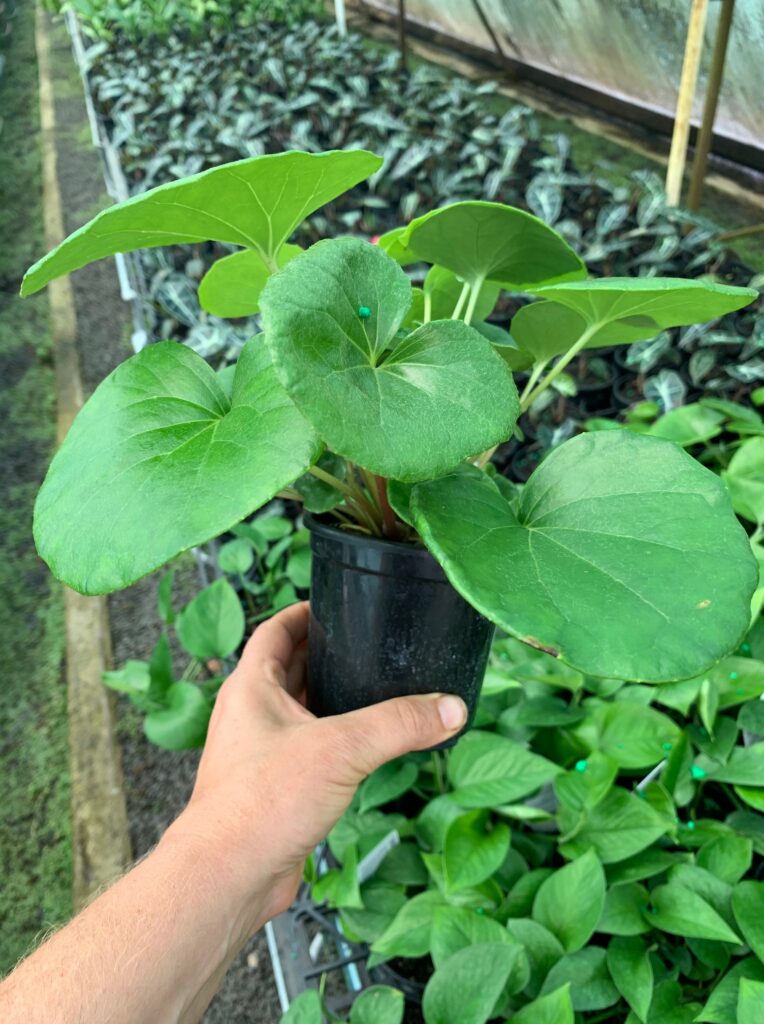 Lakeside Plants & Nursery