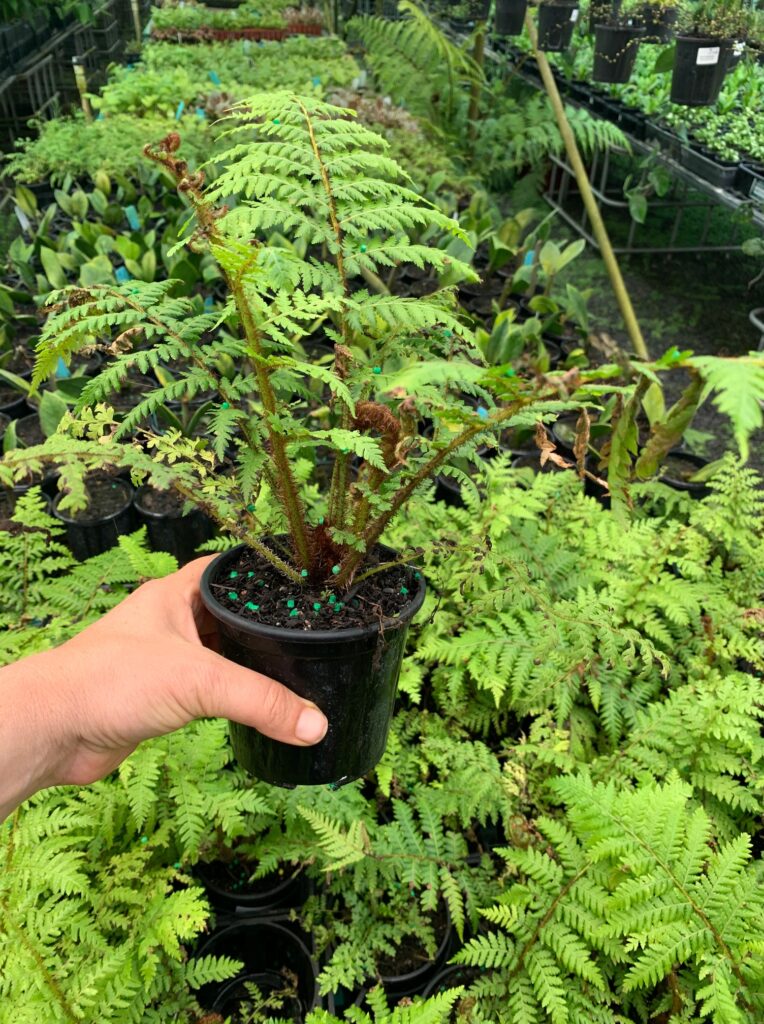Lakeside Plants & Nursery
