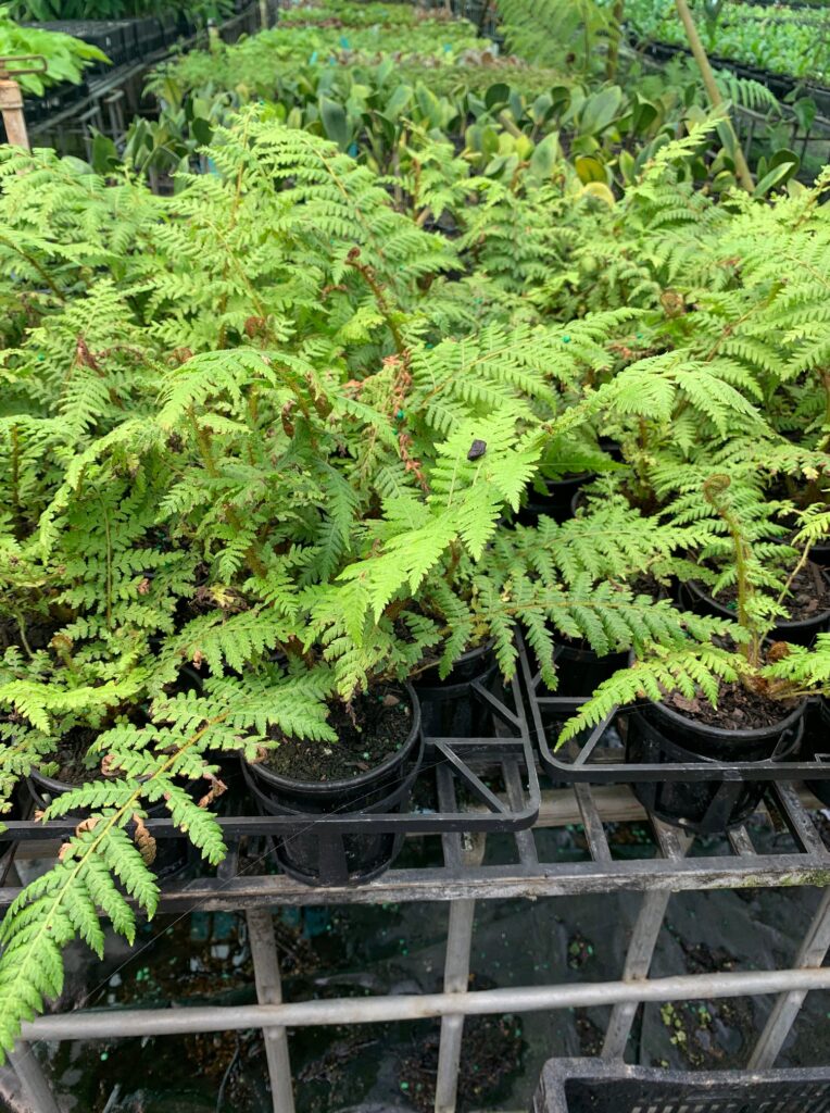 Lakeside Plants & Nursery