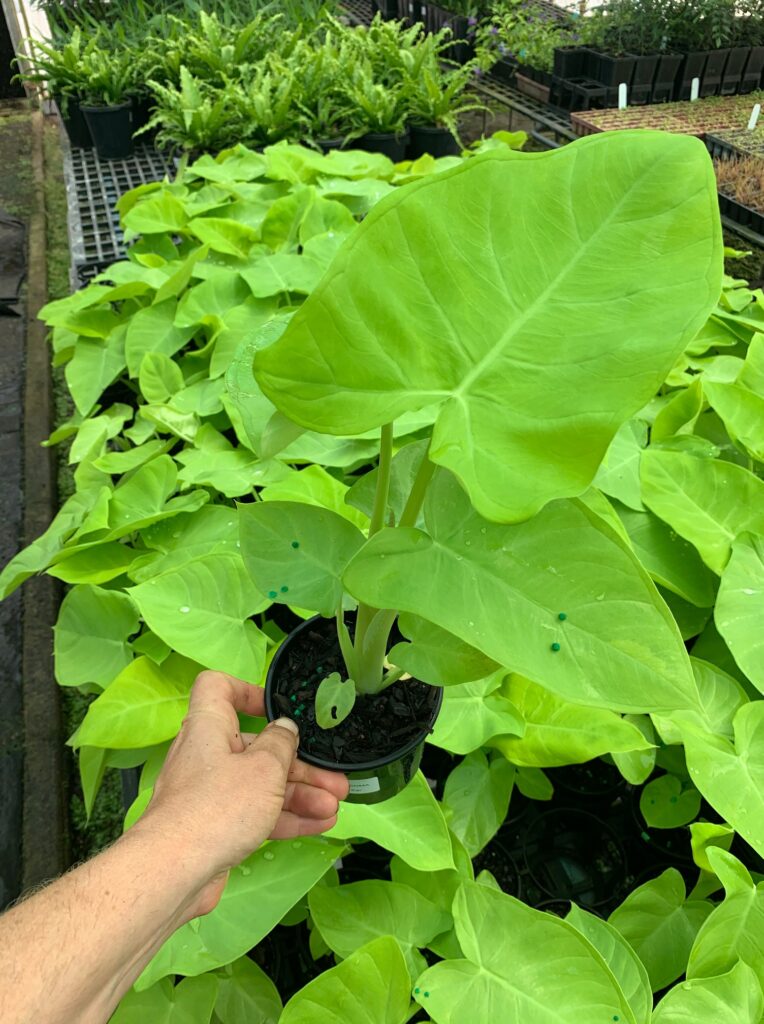 Lakeside Plants & Nursery
