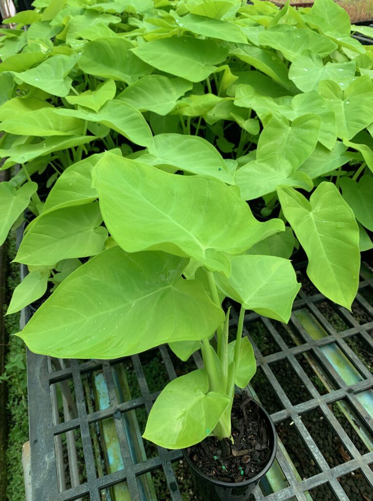 Lakeside Plants & Nursery