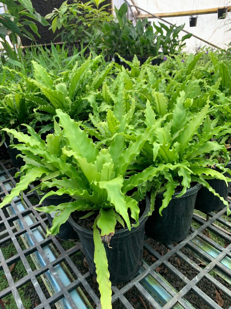 Lakeside Plants & Nursery