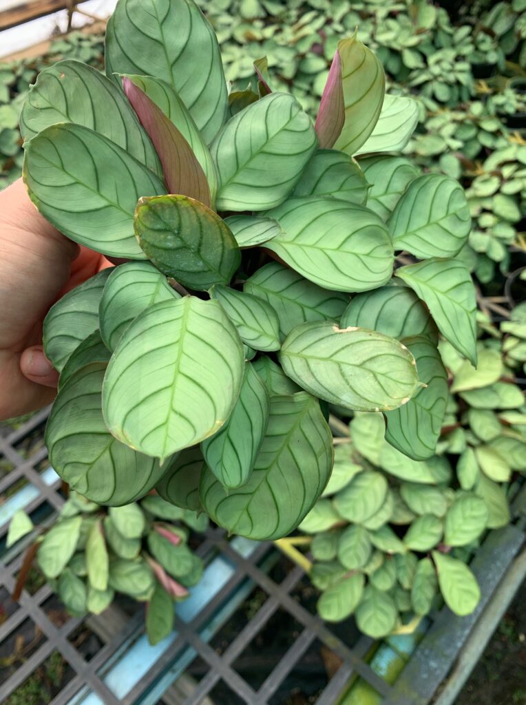 Lakeside Plants & Nursery