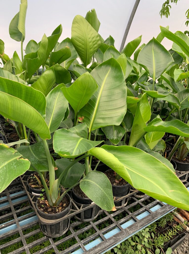 Lakeside Plants & Nursery