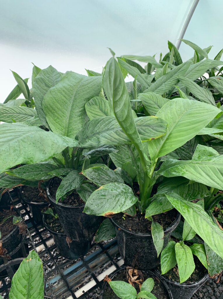 Lakeside Plants & Nursery