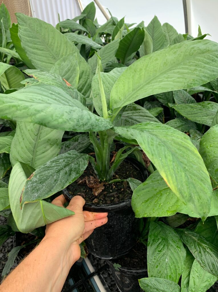 Lakeside Plants & Nursery