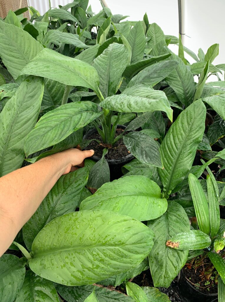 Lakeside Plants & Nursery