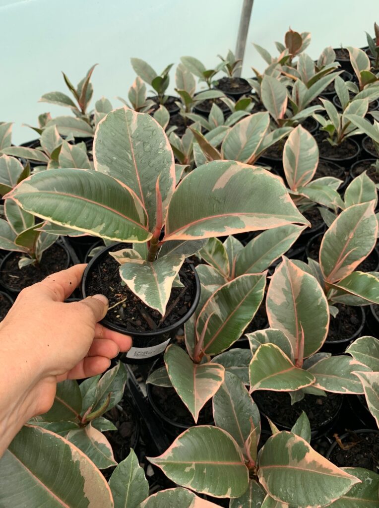 Lakeside Plants & Nursery