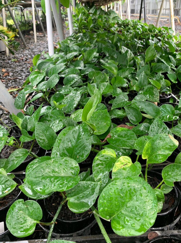 Lakeside Plants & Nursery