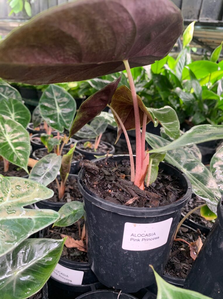 Lakeside Plants & Nursery