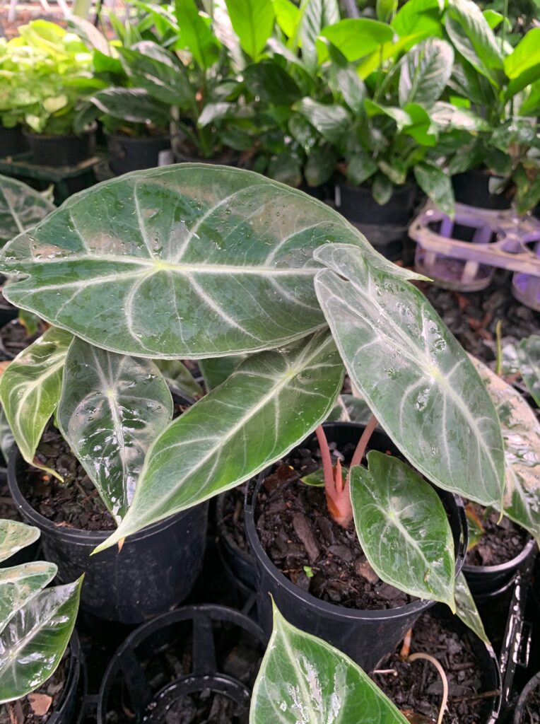 Lakeside Plants & Nursery