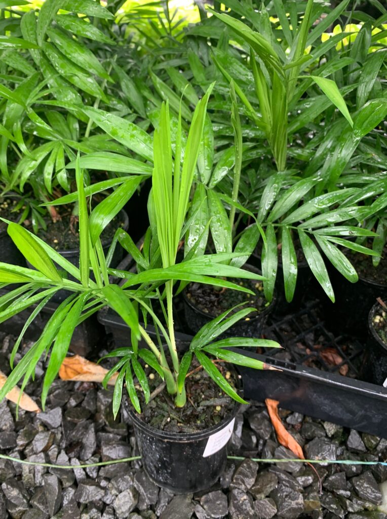 Lakeside Plants & Nursery