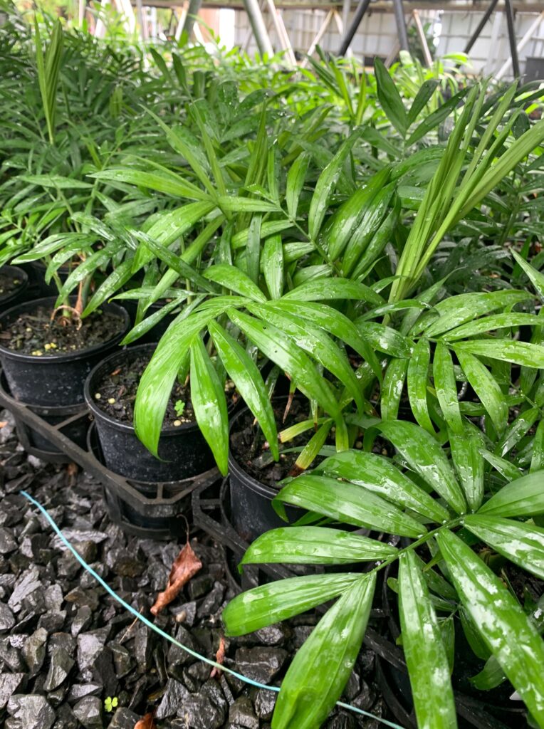 Lakeside Plants & Nursery
