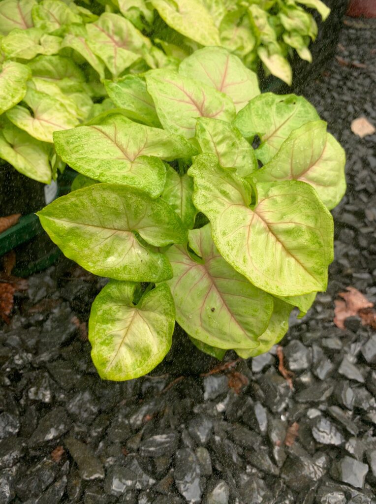 Lakeside Plants & Nursery