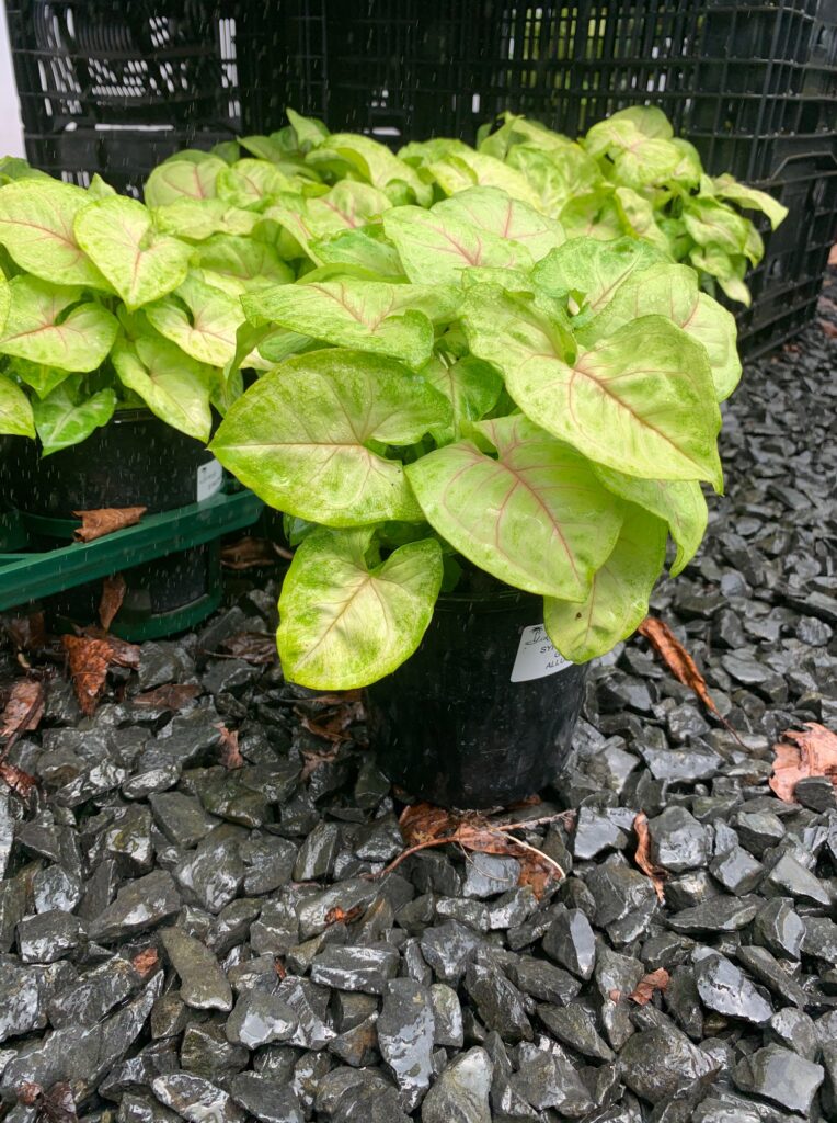 Lakeside Plants & Nursery