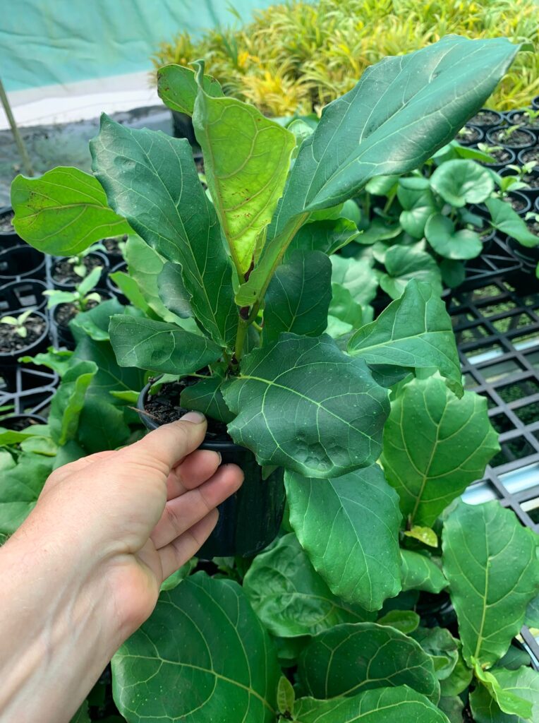 Lakeside Plants & Nursery