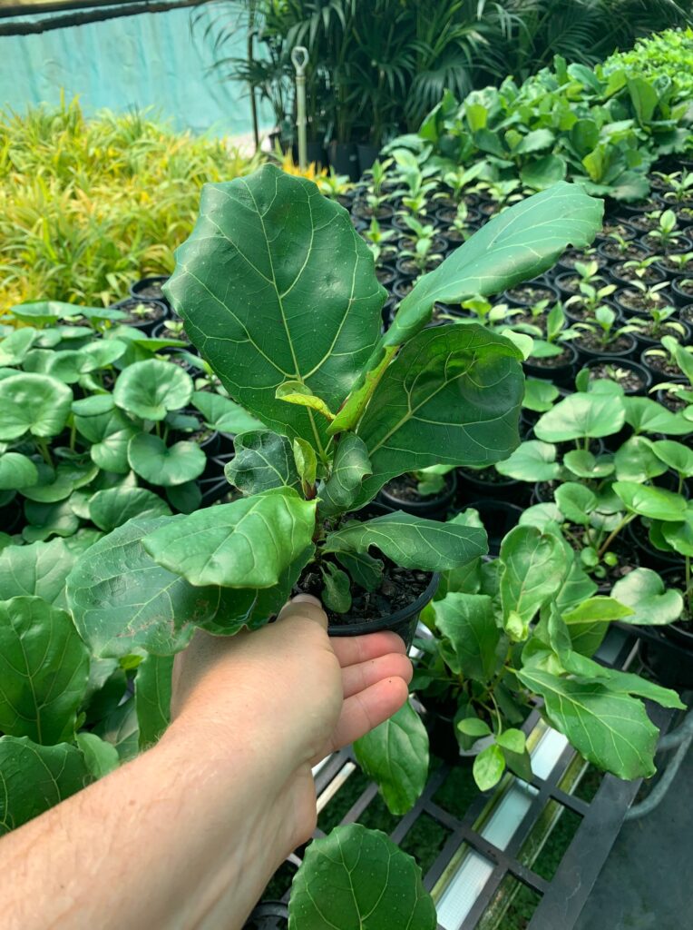 Lakeside Plants & Nursery