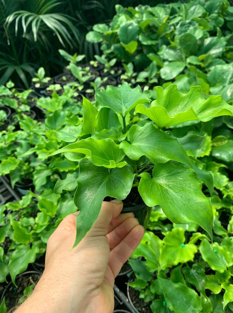 Lakeside Plants & Nursery