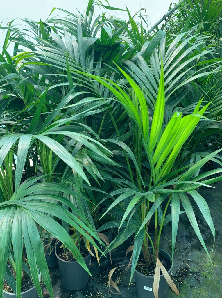 Lakeside Plants & Nursery