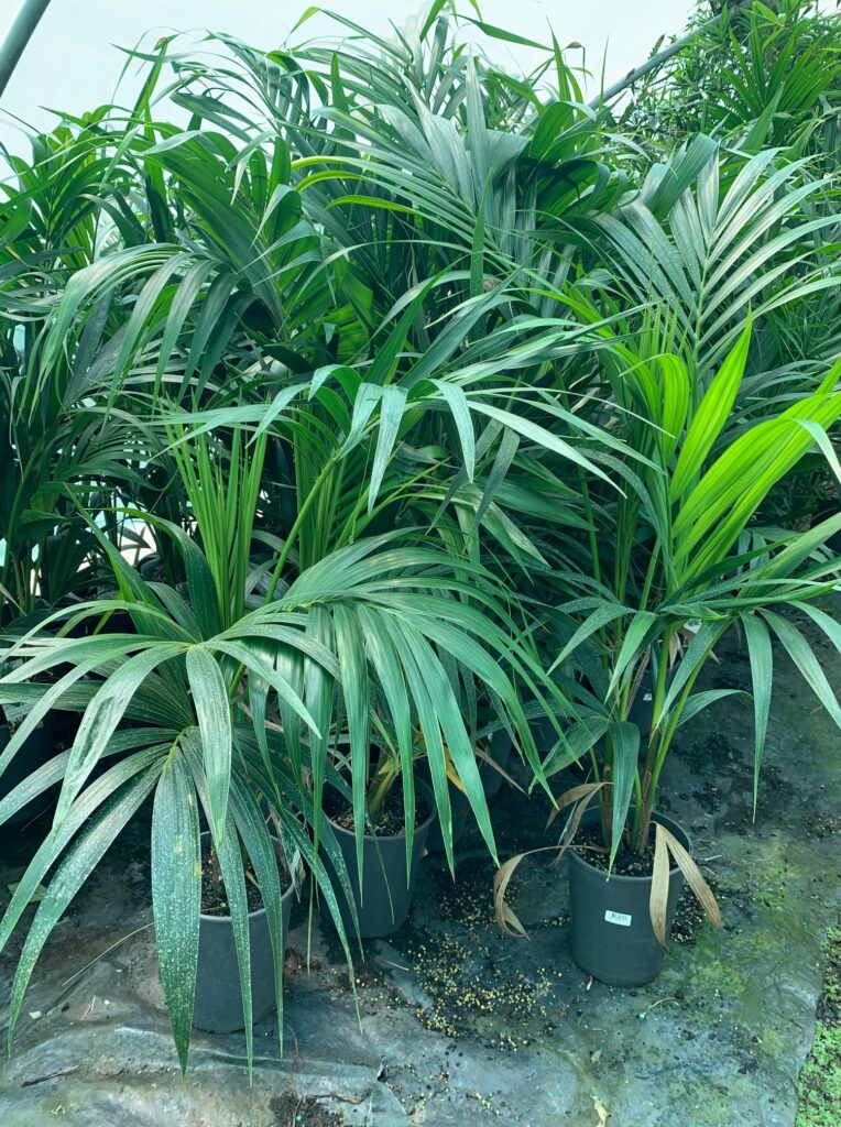 Lakeside Plants & Nursery