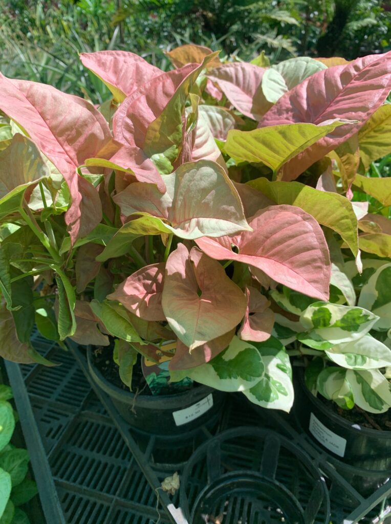 Lakeside Plants & Nursery