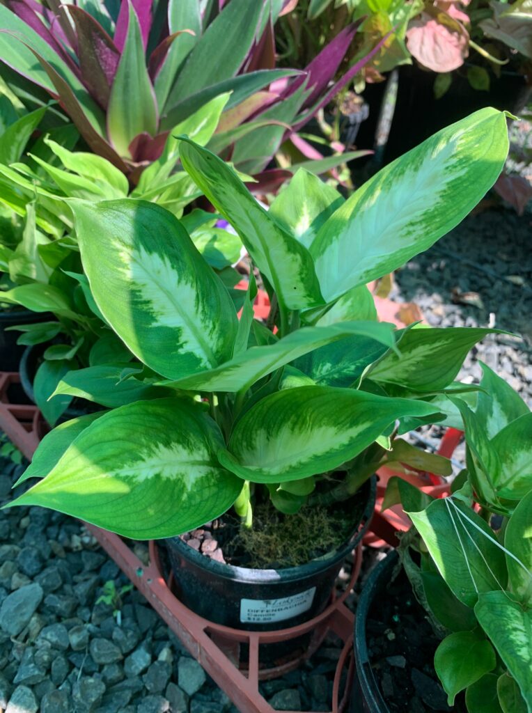 Lakeside Plants & Nursery