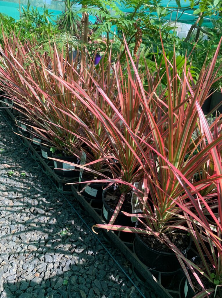 Lakeside Plants & Nursery