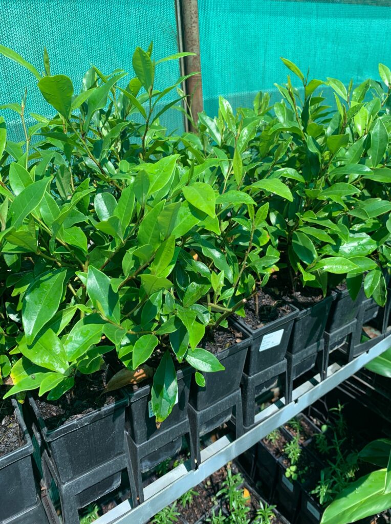 Lakeside Plants & Nursery