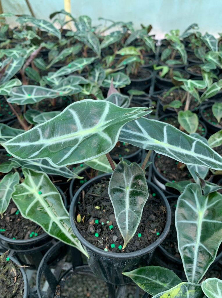 Lakeside Plants & Nursery