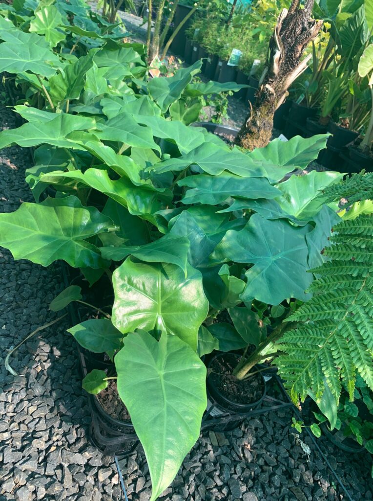 Lakeside Plants & Nursery