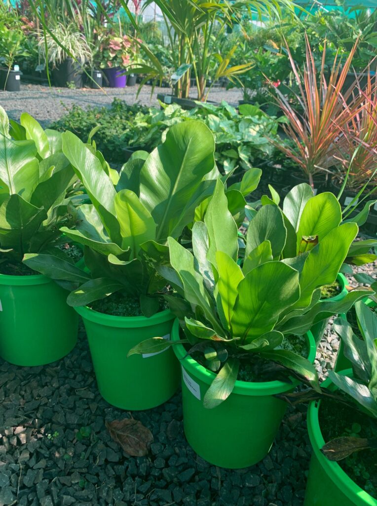 Lakeside Plants & Nursery