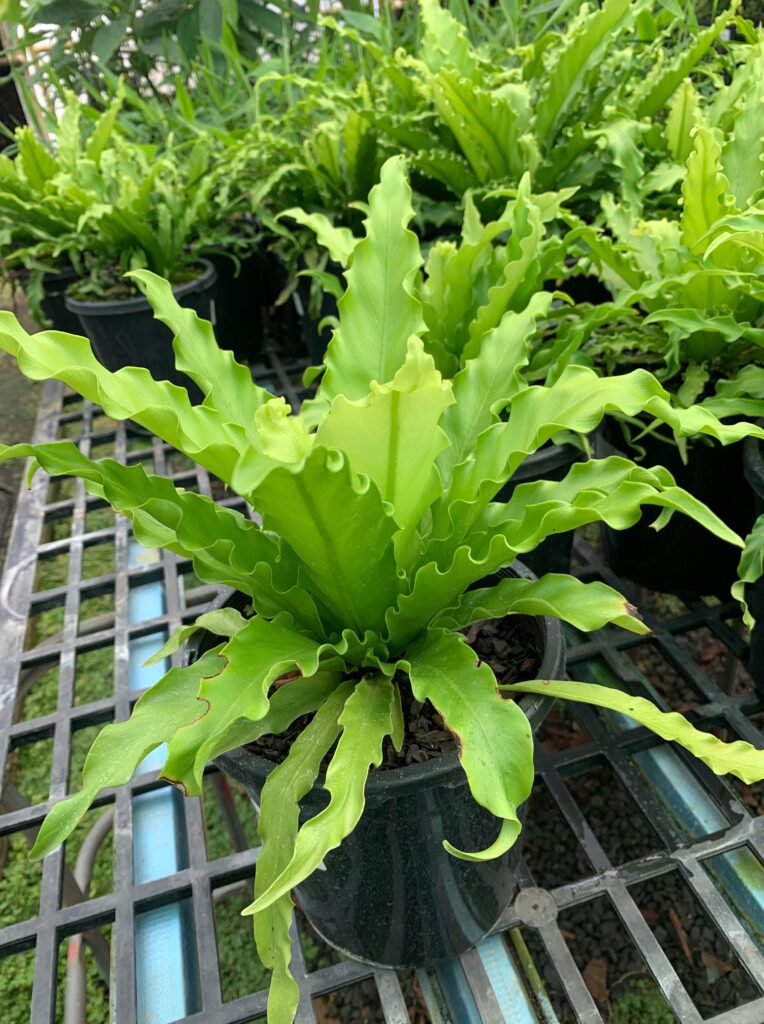 Lakeside Plants & Nursery