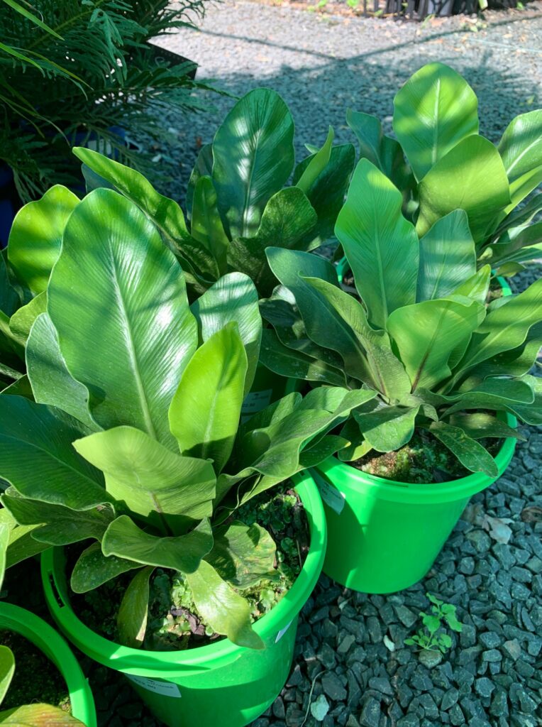 Lakeside Plants & Nursery