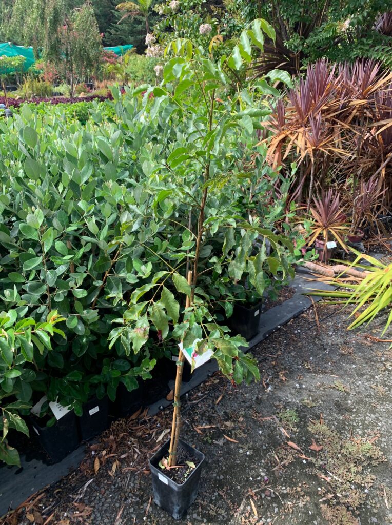 Lakeside Plants & Nursery