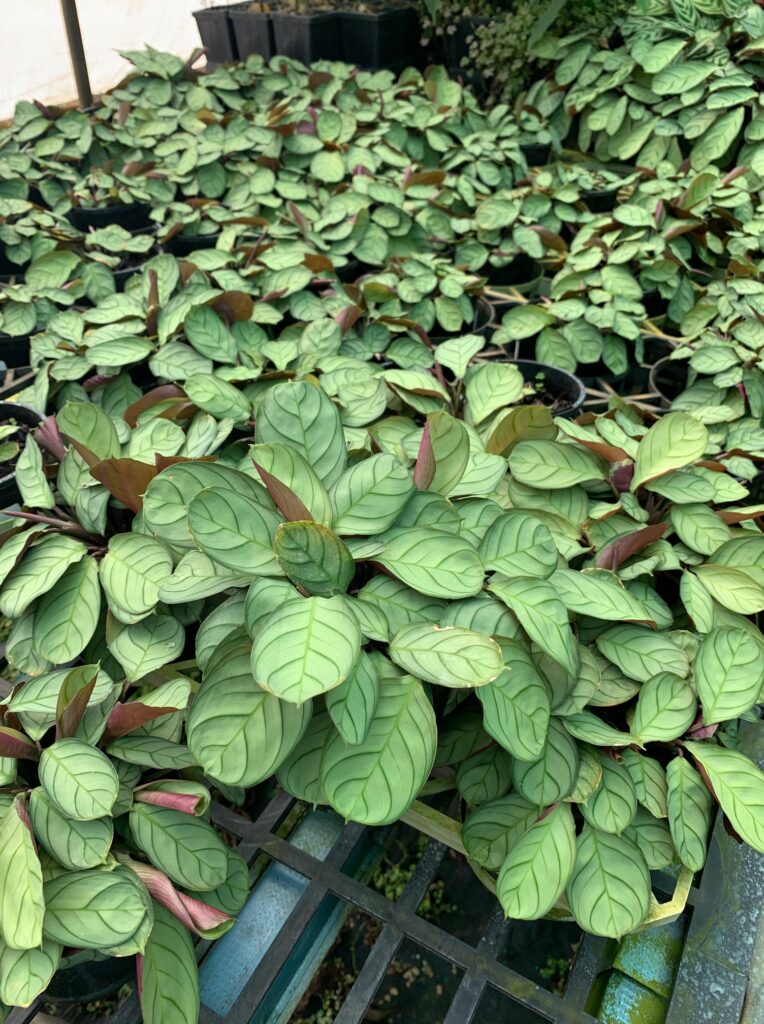 Lakeside Plants & Nursery