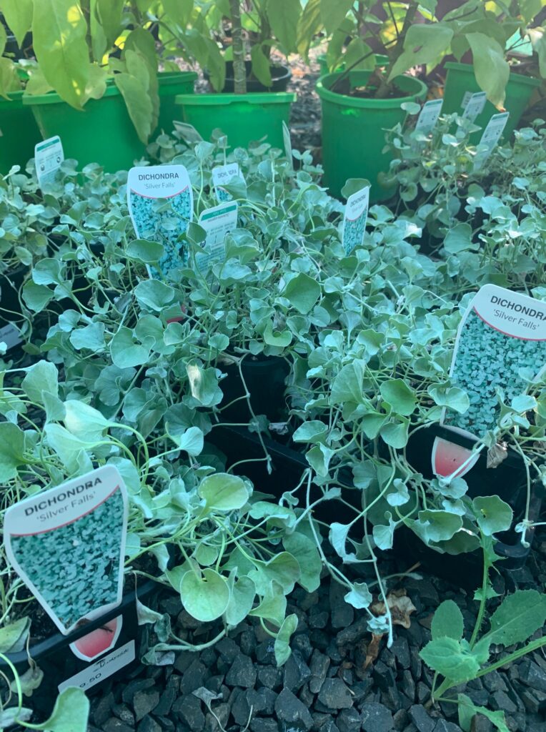 Lakeside Plants & Nursery