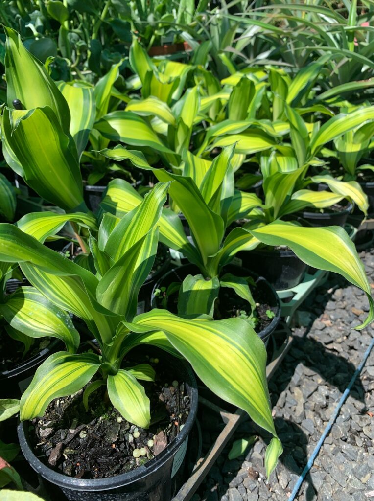 Lakeside Plants & Nursery