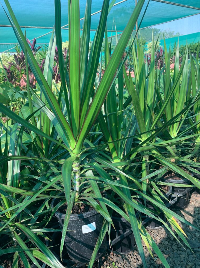 Lakeside Plants & Nursery