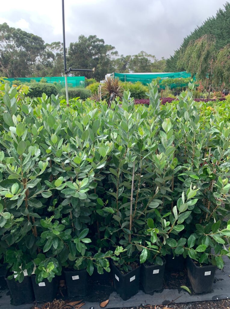 Lakeside Plants & Nursery