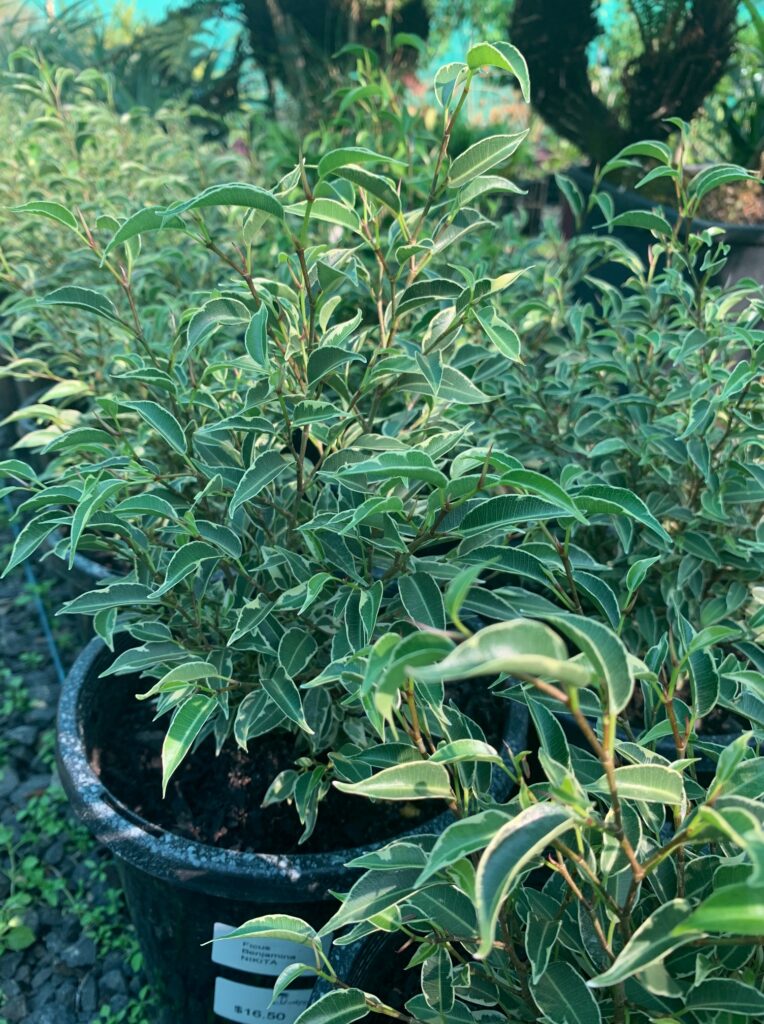 Lakeside Plants & Nursery