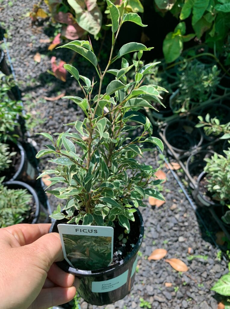 Lakeside Plants & Nursery