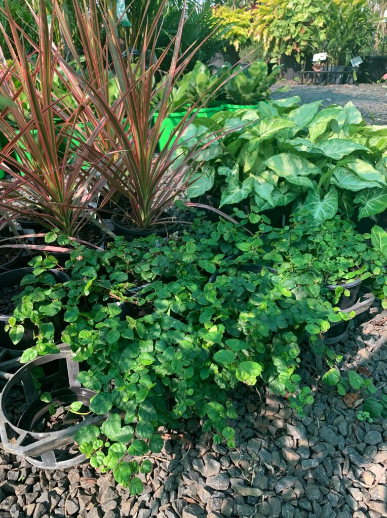 Lakeside Plants & Nursery