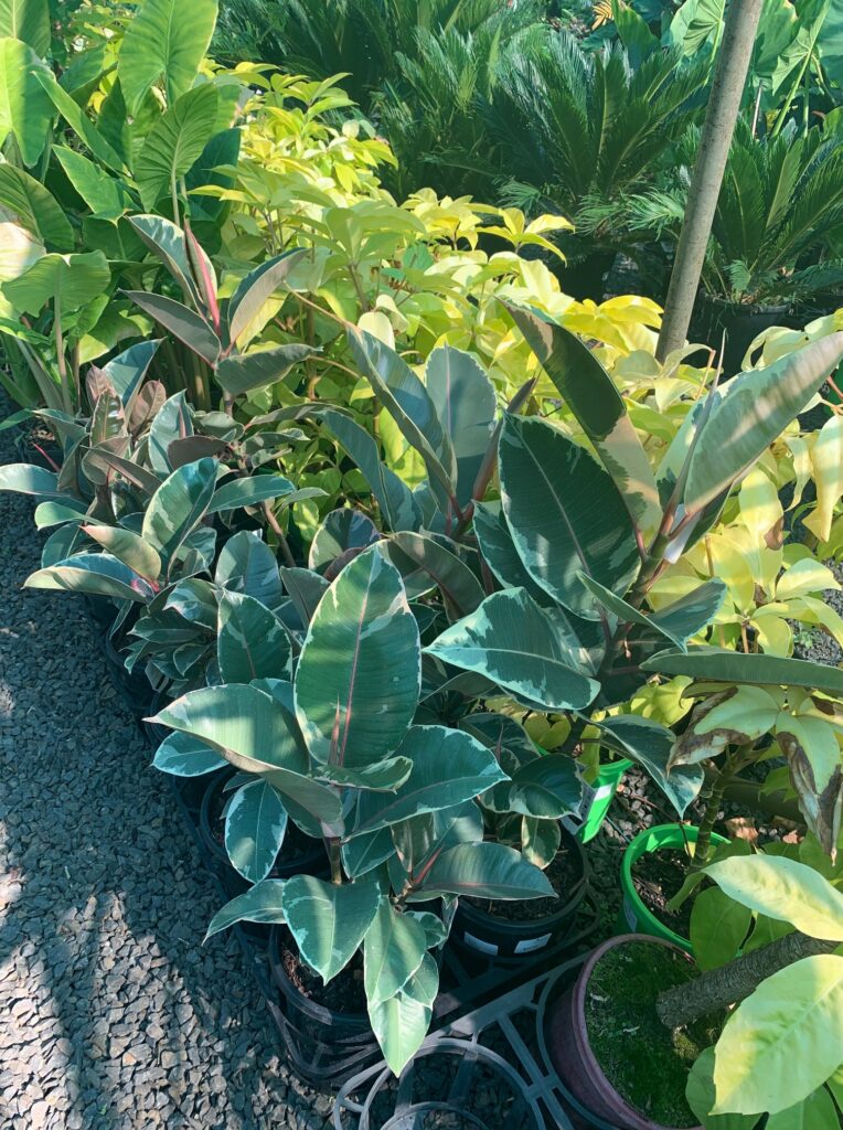 Lakeside Plants & Nursery