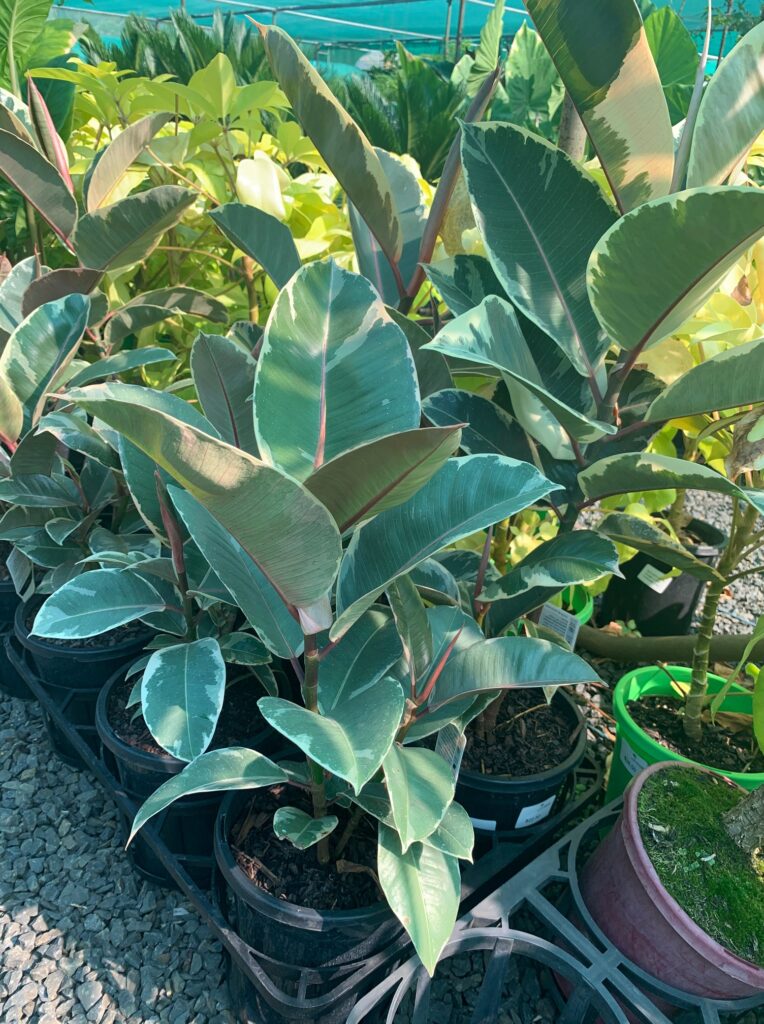 Lakeside Plants & Nursery