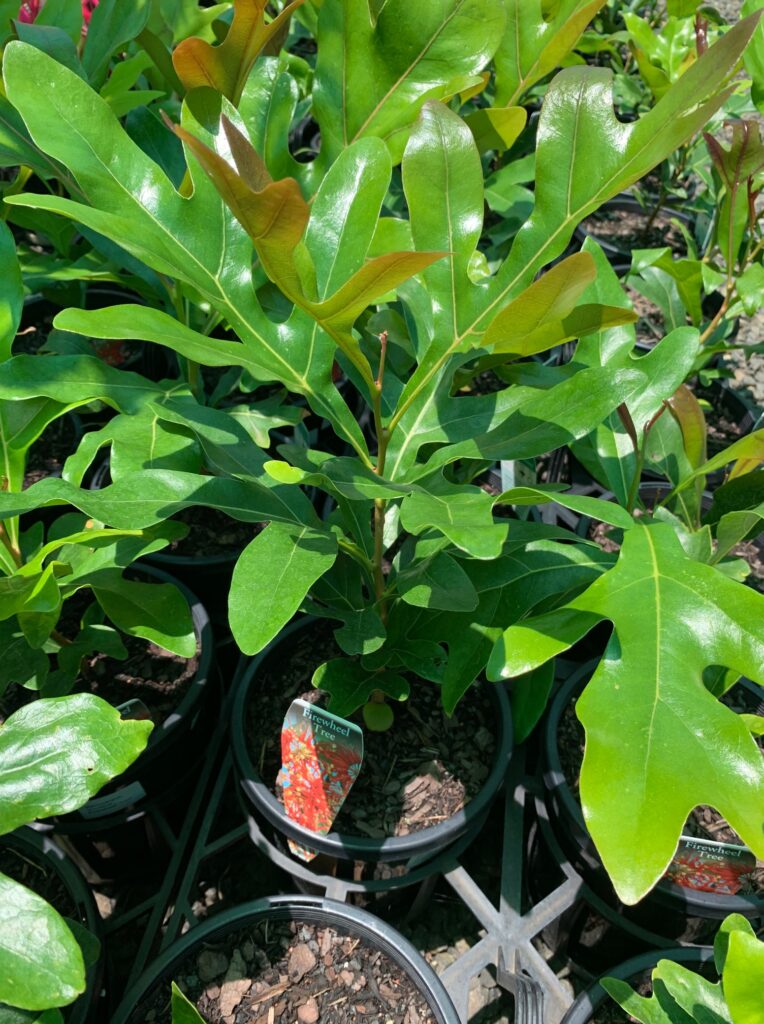 Lakeside Plants & Nursery