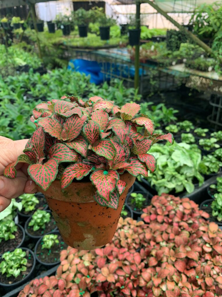Lakeside Plants & Nursery