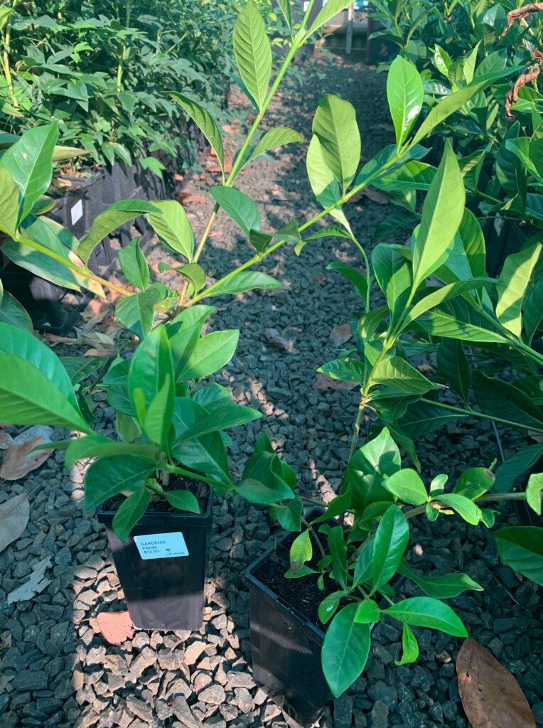 Lakeside Plants & Nursery