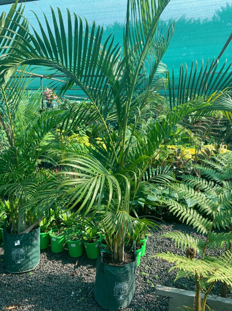 Lakeside Plants & Nursery
