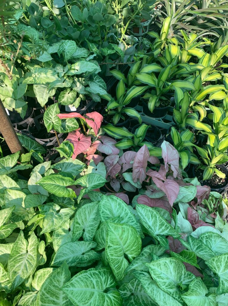 Lakeside Plants & Nursery